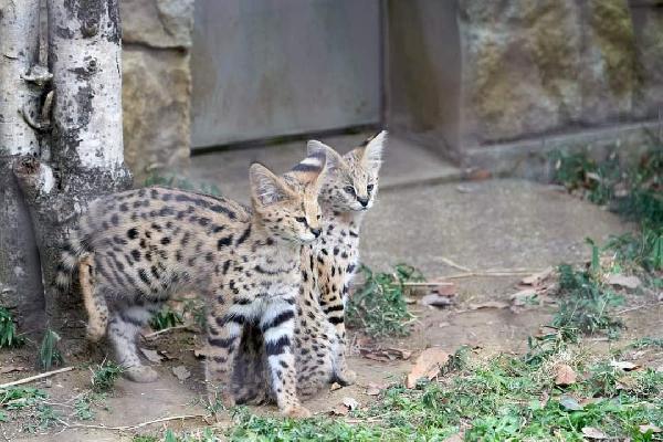 disponibile gattino caracal e serval - media 7